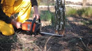 Best Tree and Shrub Care  in West Puente Valley, CA