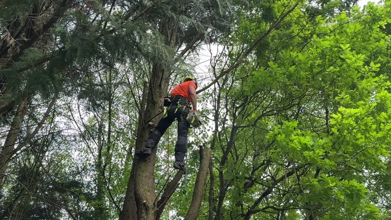 Best Hedge Trimming  in West Puente Valley, CA